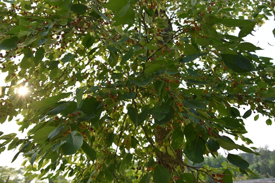 春華秋實(shí)之果實(shí)篇