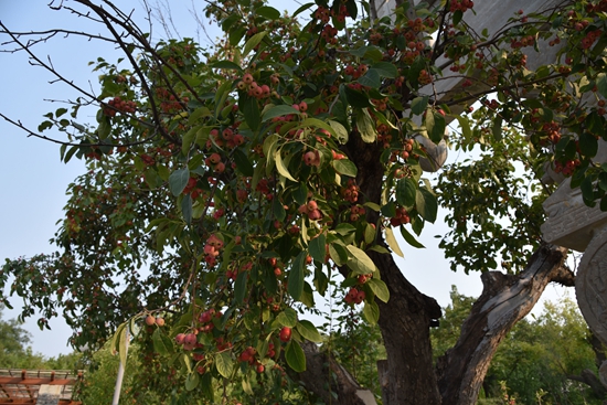 春華秋實之果實篇86