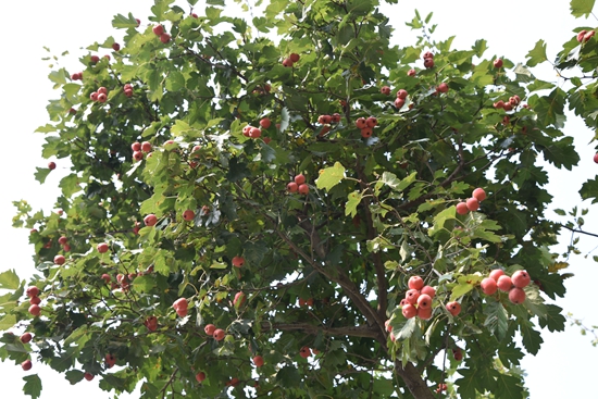 春華秋實之果實篇86