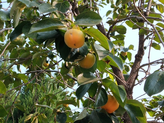 春華秋實之果實篇86