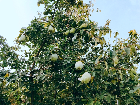 春華秋實之果實篇86