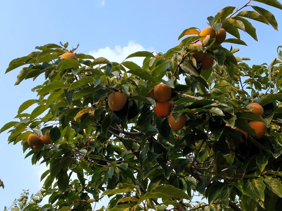 春華秋實之果實篇86