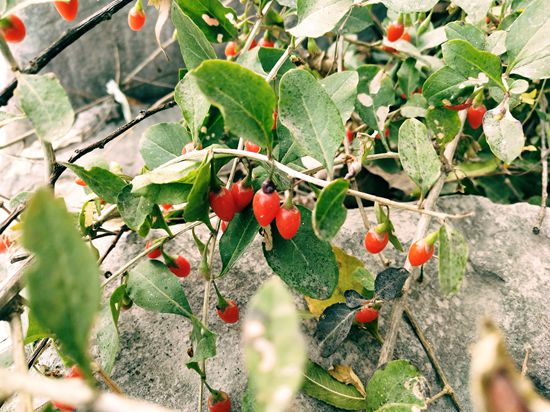 “醉美”重山秋（二）2