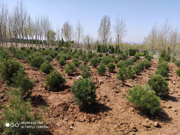 植樹造林 魯中水泥再行動35